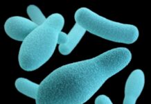 장 건강을 챙기면 면역력 UP blue and white hearts illustration