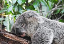 숙면이 건강을 지배한다…현대인의 수면 관리법 koala bear sleeping on tree