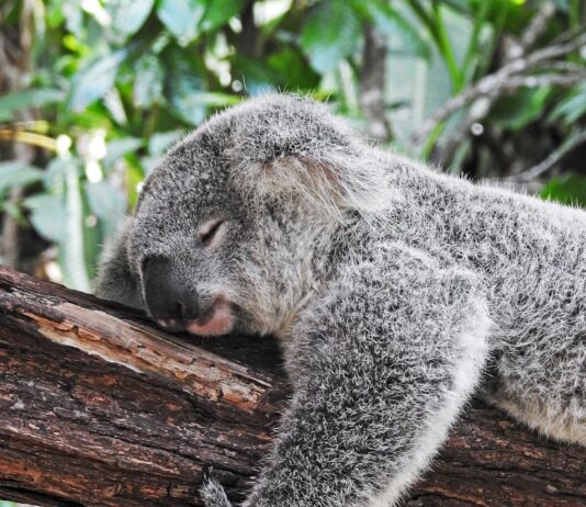 숙면이 건강을 지배한다…현대인의 수면 관리법 koala bear sleeping on tree