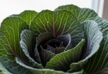 뱃살·독소 다 빠진다” 1월에 꼭 먹어야 할 채소 3위 당근, 2위 비트, 1위는?