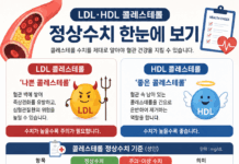 “콜레스테롤 수치, 높기만 하면 문제?” LDL·HDL 제대로 알아야 혈관 건강 지킨다